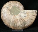 Cut Ammonite Fossil (Half) - Agatized #17850-1